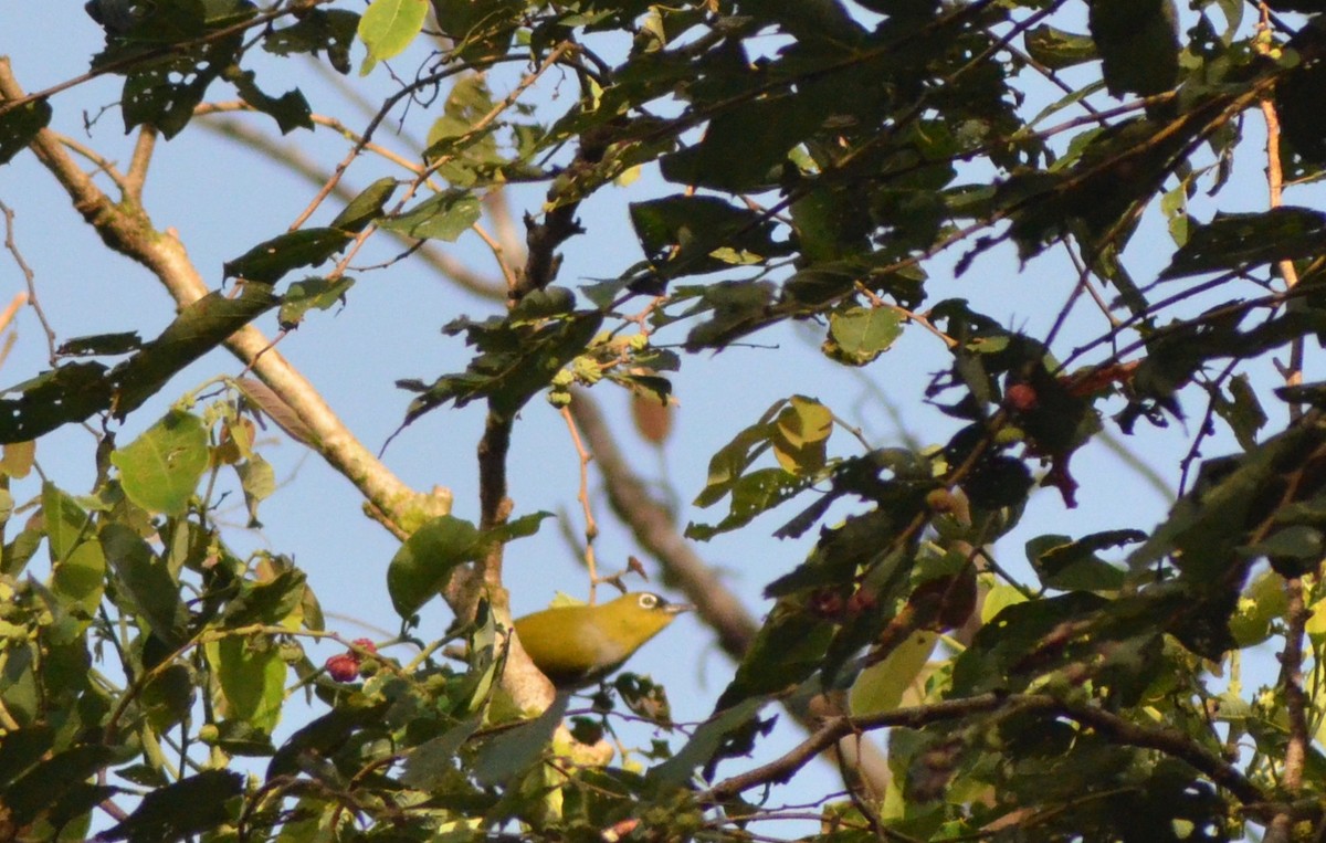 Lemon-bellied White-eye - ML636151801