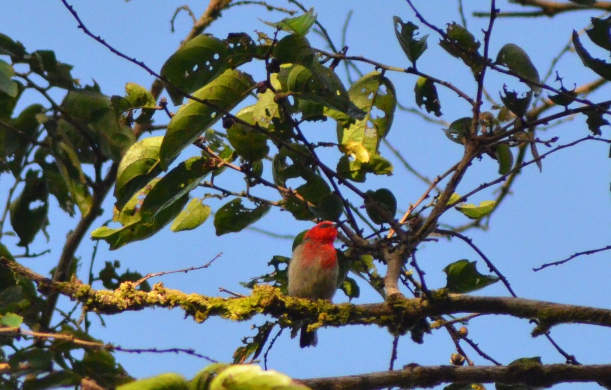 Sulawesi Myzomela - ML636151804