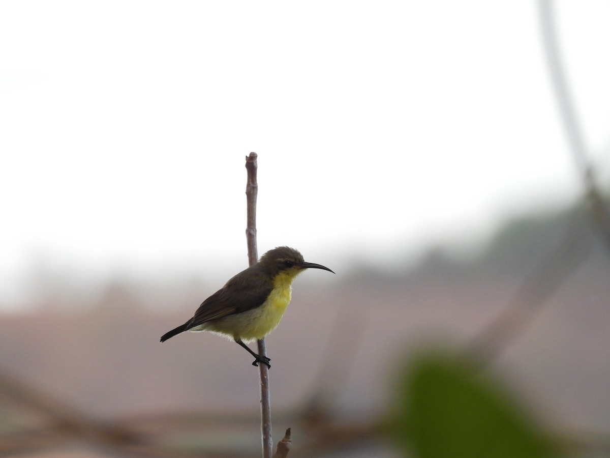 Palawan Sunbird - ML636151847