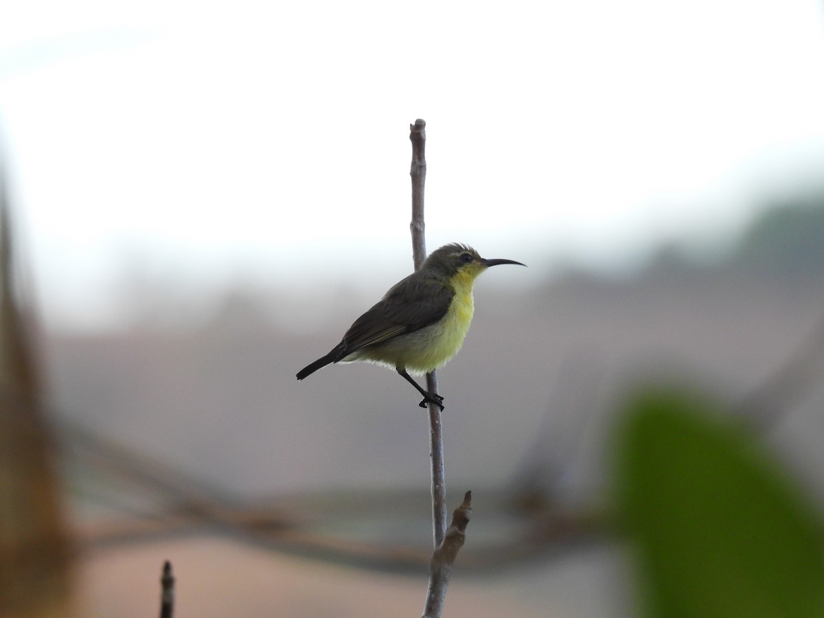Palawan Sunbird - ML636151848