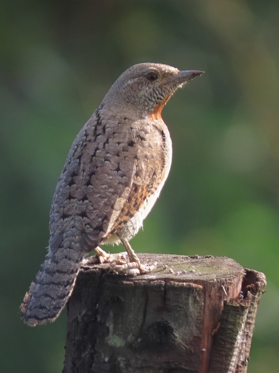 Red-throated Wryneck - ML636151853