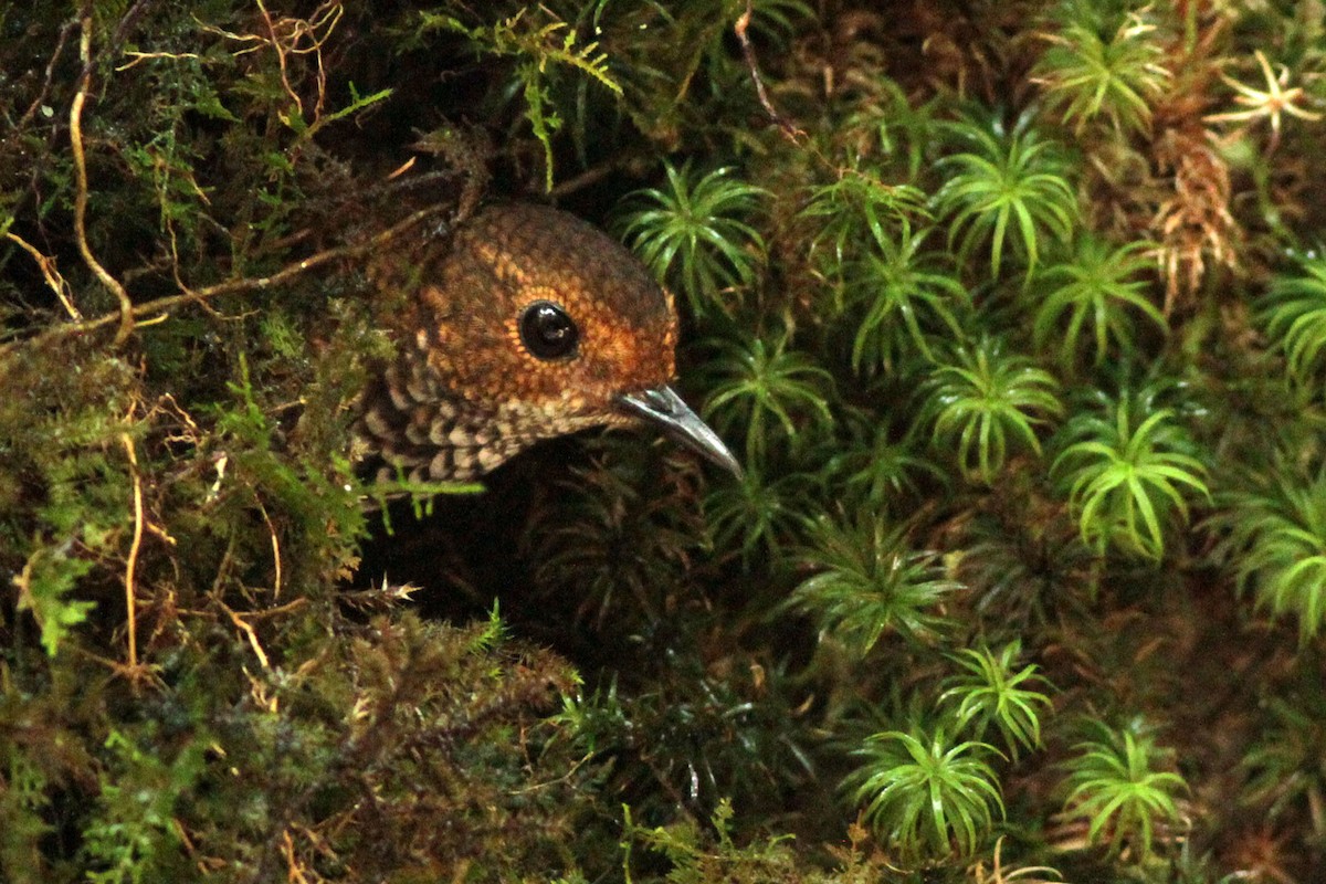 Pygmy Cupwing - ML636151886
