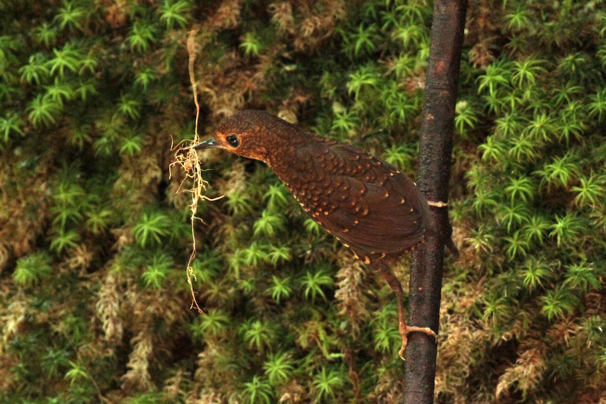 Pygmy Cupwing - ML636151888