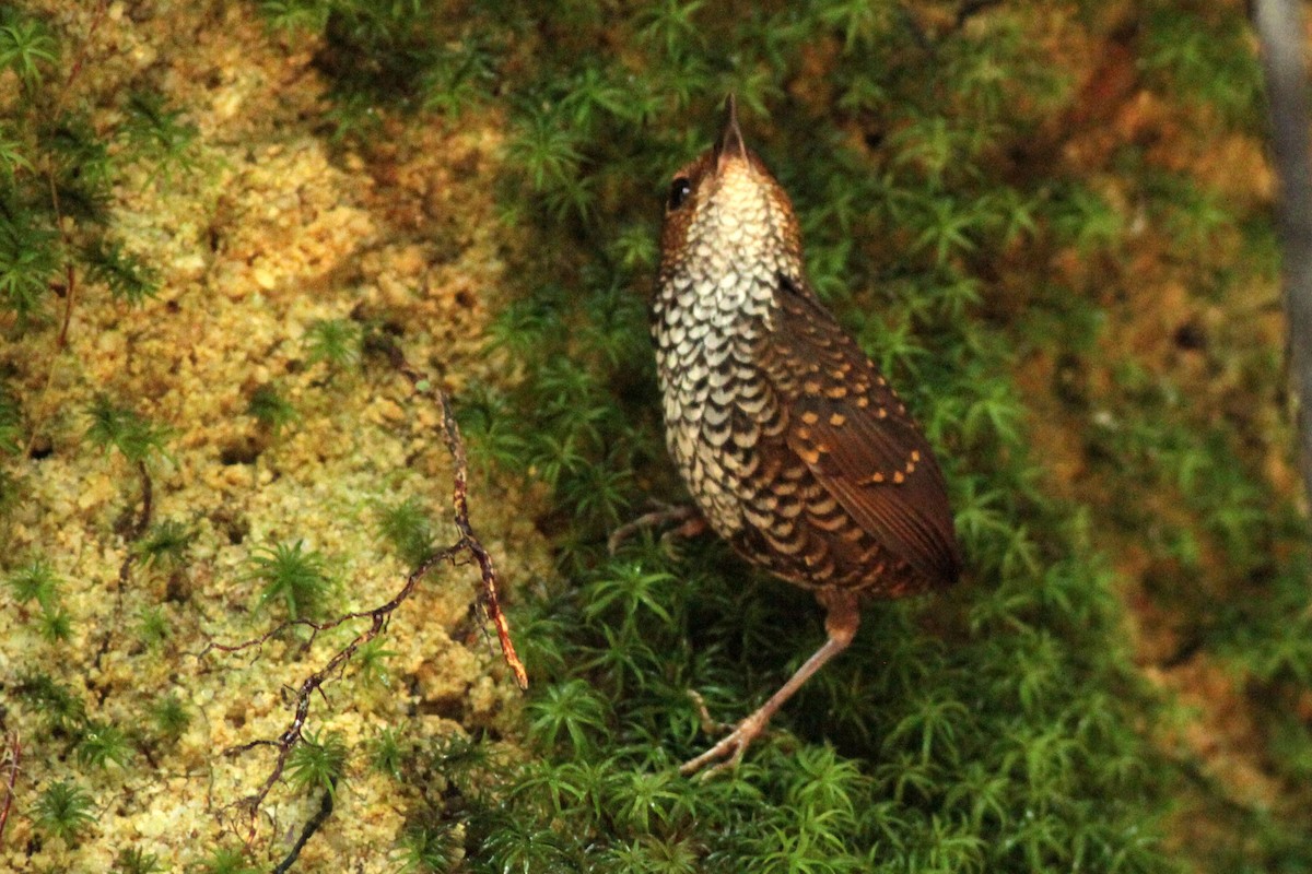 Pygmy Cupwing - ML636151890
