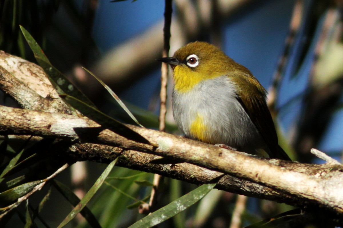 Hume's White-eye - ML636151893