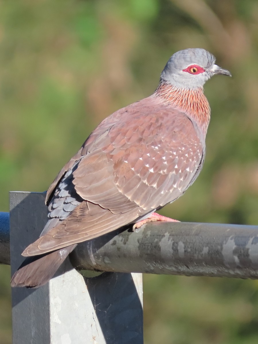 Speckled Pigeon - ML636151911