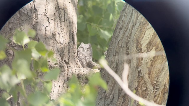 Western Screech-Owl - ML636151970