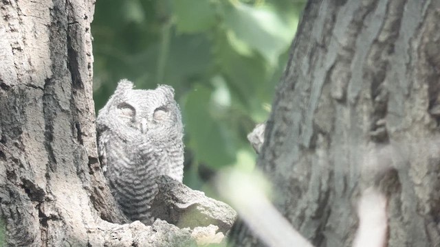 Western Screech-Owl - ML636151973