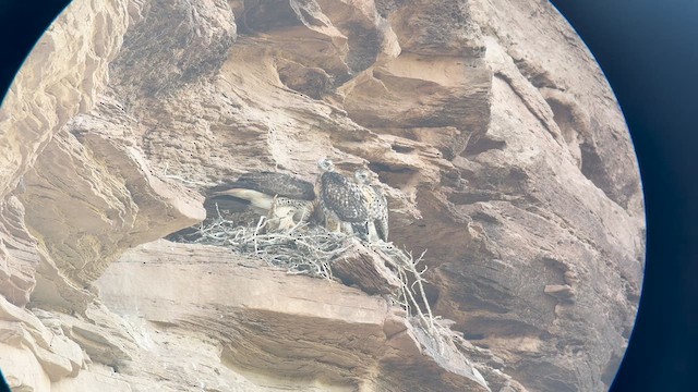 Red-tailed Hawk - ML636151975