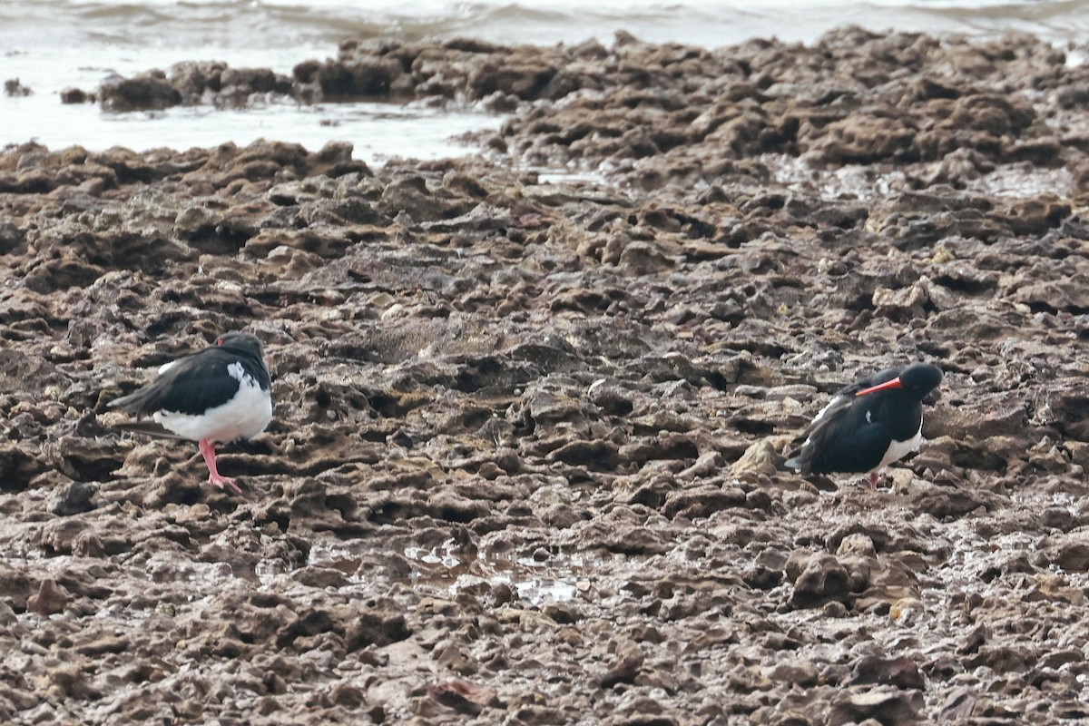 Pied Oystercatcher - ML636152024