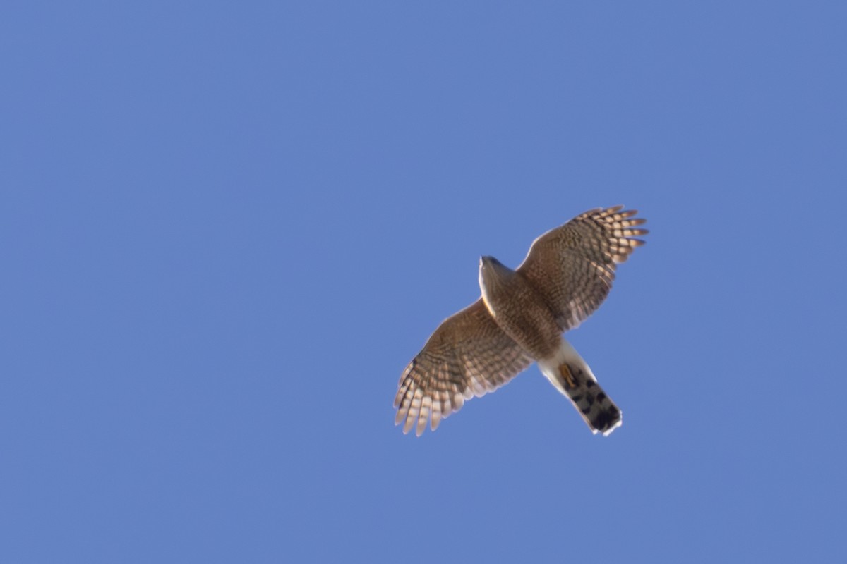 Aerospiza/Tachyspiza/Accipiter/Astur sp. - ML636152088