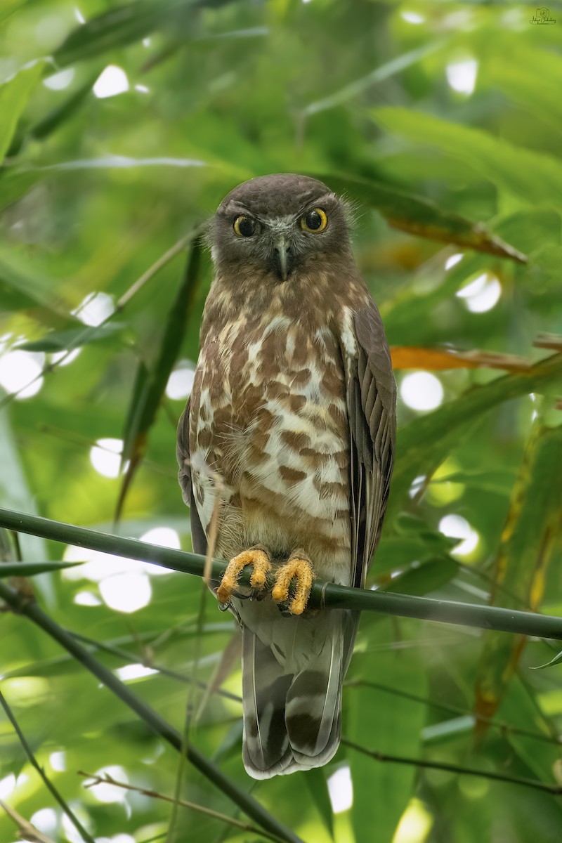 Brown Boobook - ML636152093