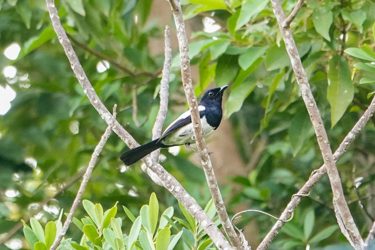 Philippine Magpie-Robin - ML636152224