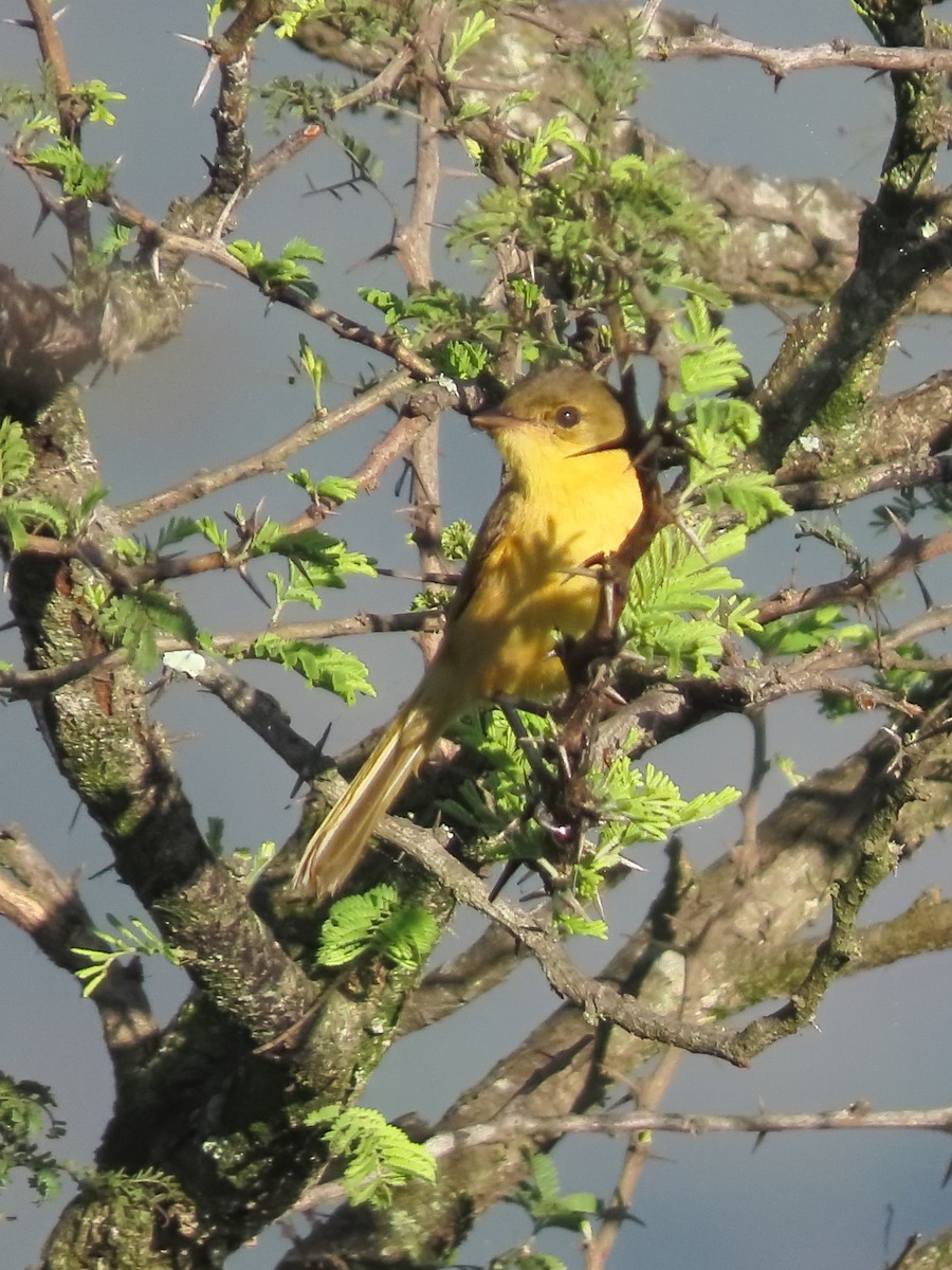 Hypolaïs jaune - ML636152259