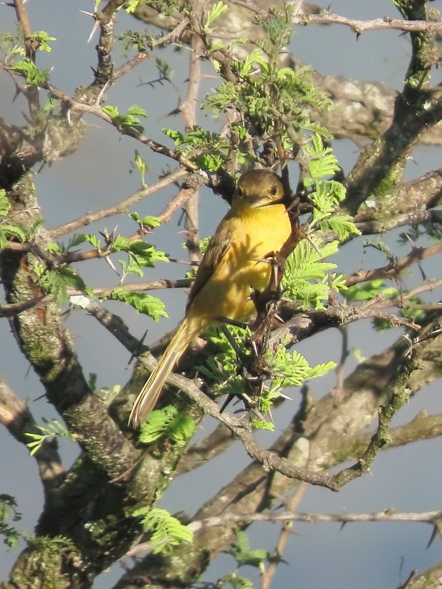 Hypolaïs jaune - ML636152260