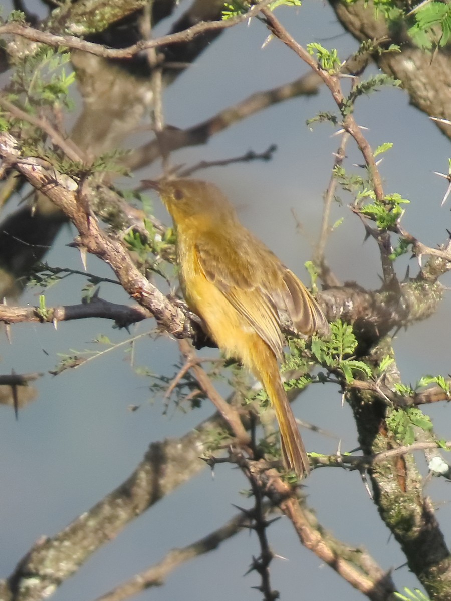 Hypolaïs jaune - ML636152261