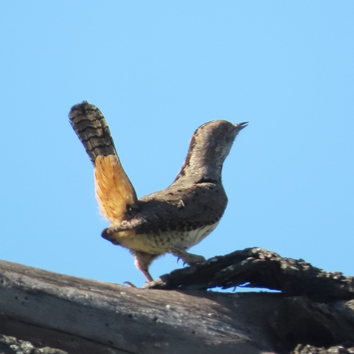 Red-throated Wryneck - ML636152327