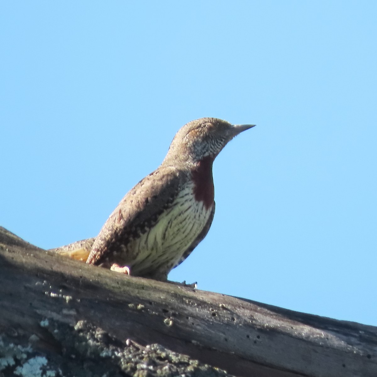 Red-throated Wryneck - ML636152328