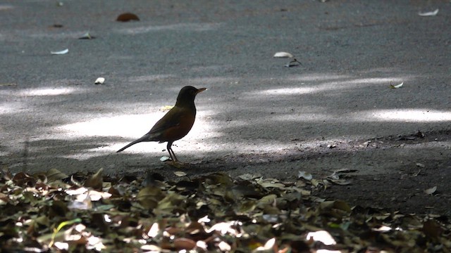 Izu Thrush - ML636152340