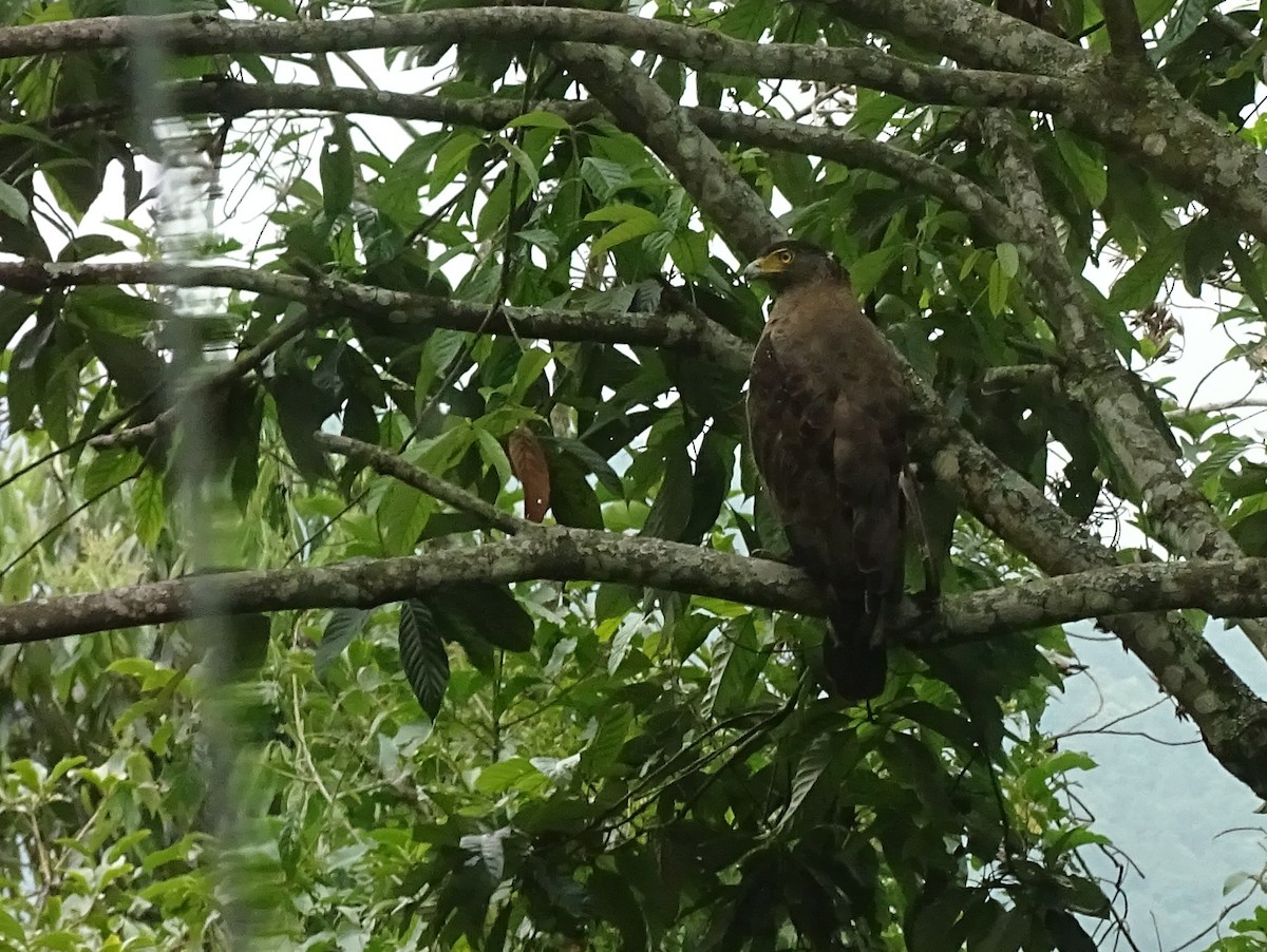 Crested Serpent-Eagle - ML636152351