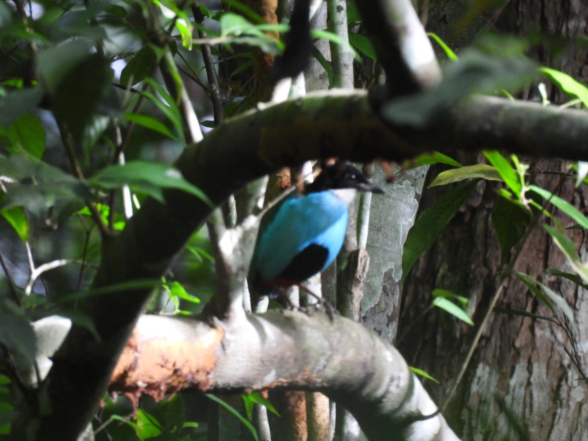 Azure-breasted Pitta - ML636152420