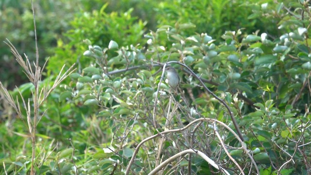Pleske's Grasshopper Warbler - ML636152422