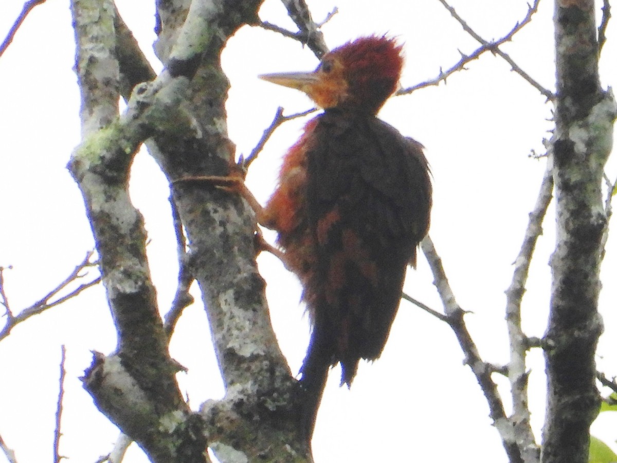 Orange-backed Woodpecker - ML636152511