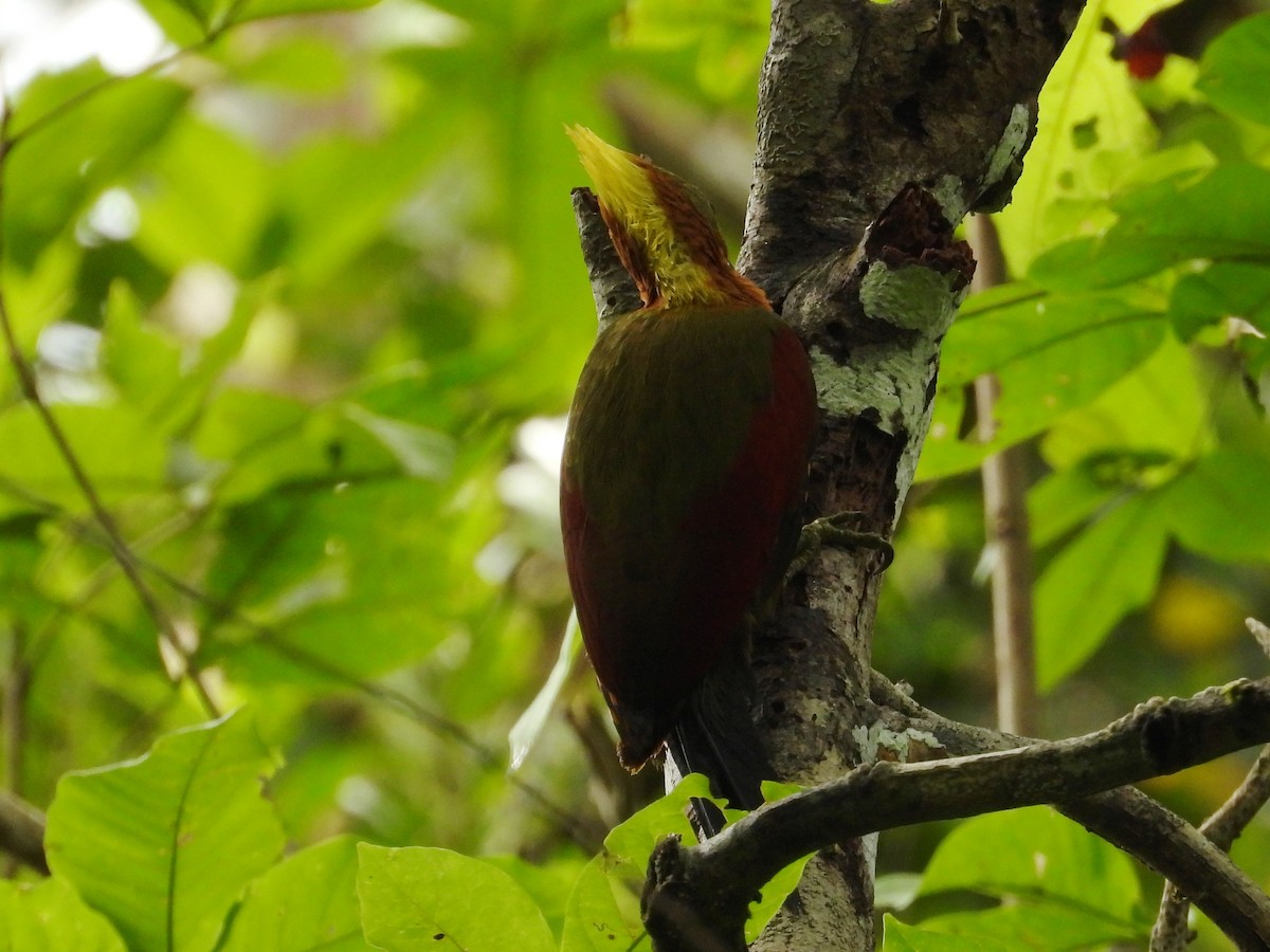 Crimson-winged Woodpecker - ML636152524
