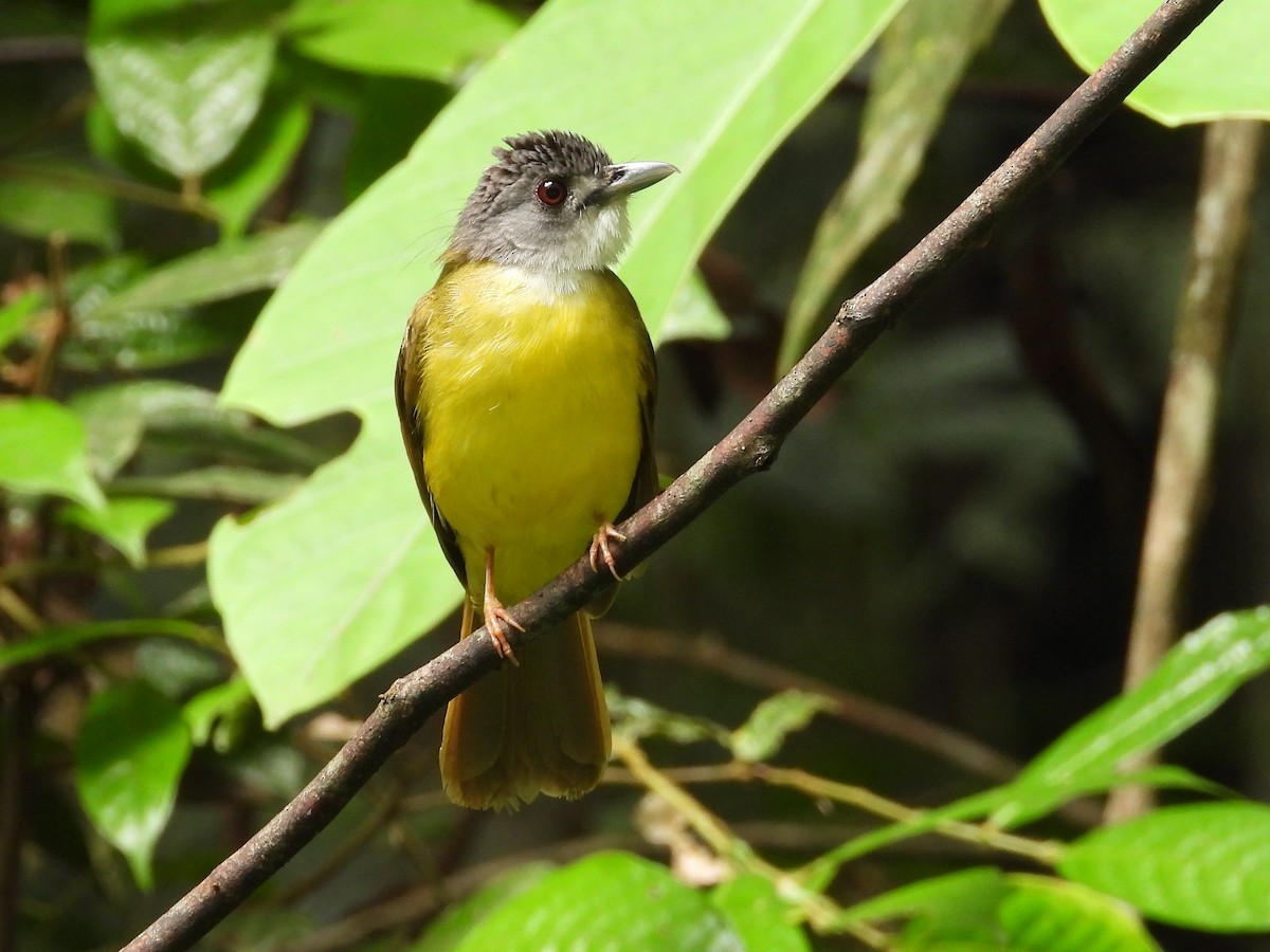 Yellow-bellied Bulbul - ML636152543