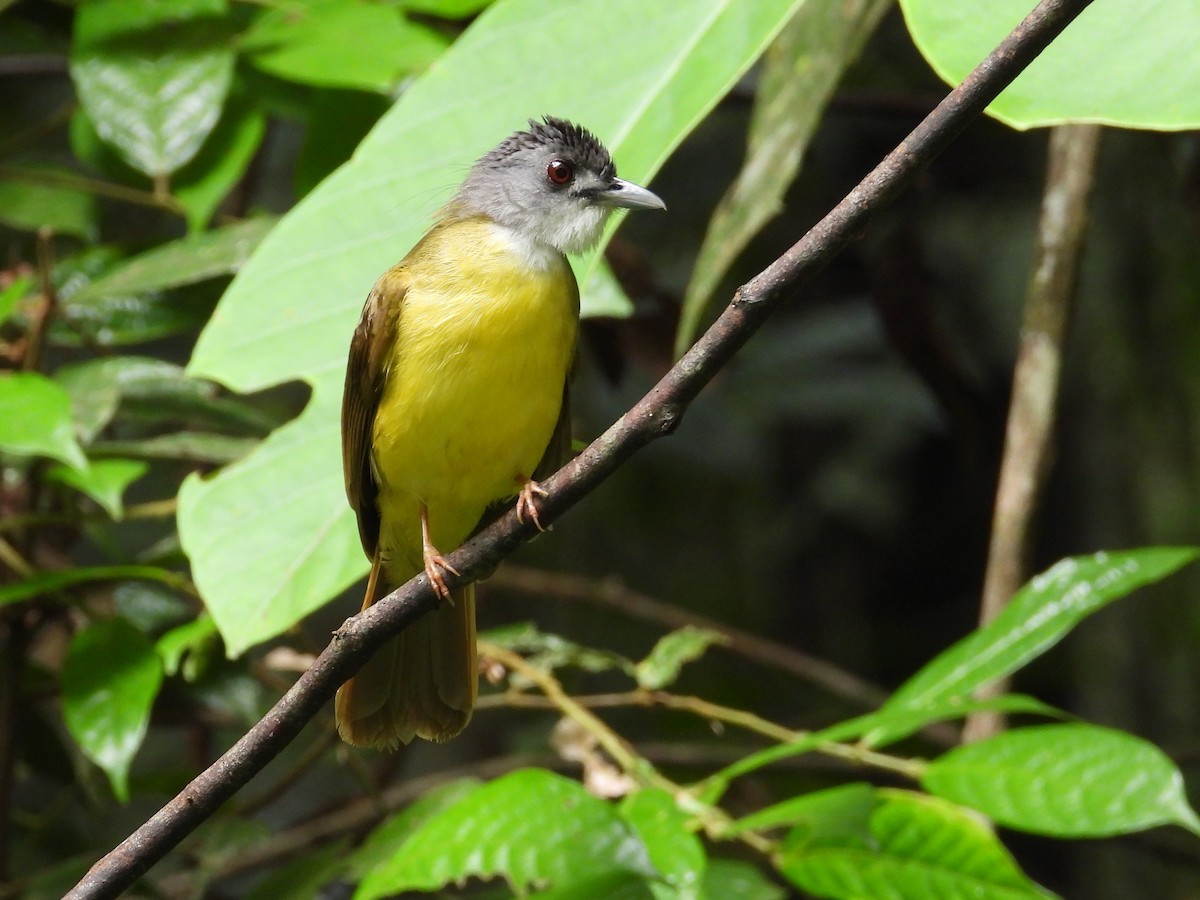 Yellow-bellied Bulbul - ML636152544