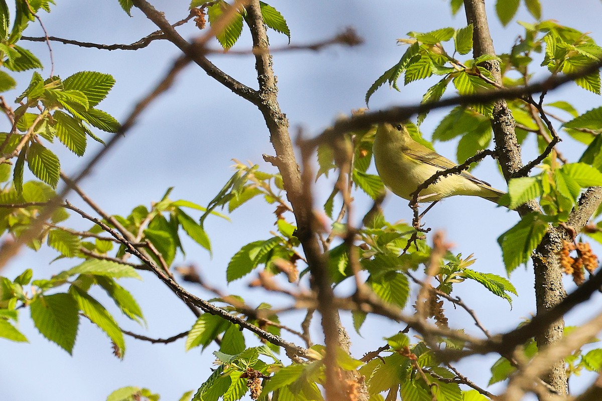 Green Warbler - ML636152546