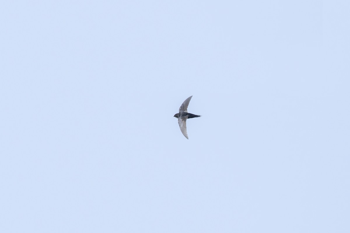 Dark-rumped Swift - ML636152549