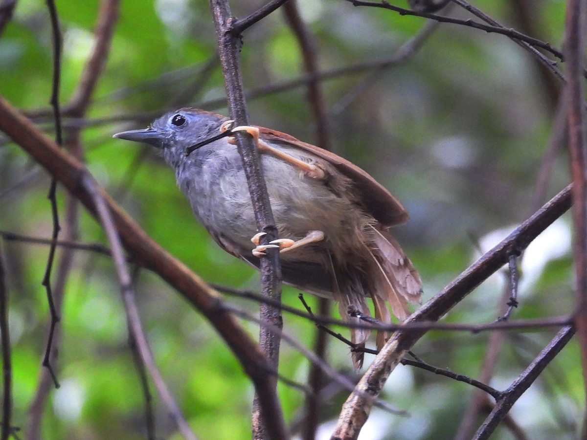 Chestnut-winged Babbler - ML636152574