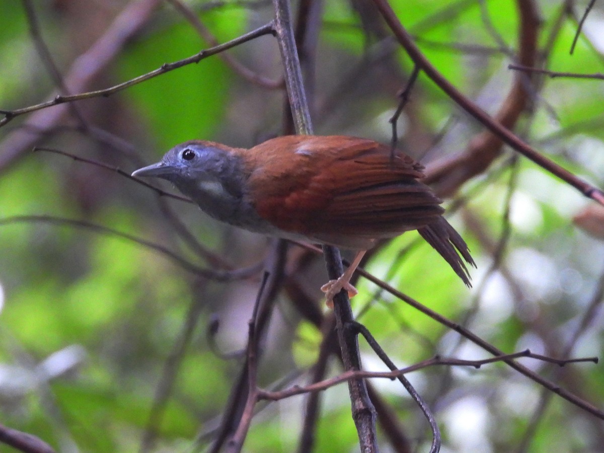 Chestnut-winged Babbler - ML636152575
