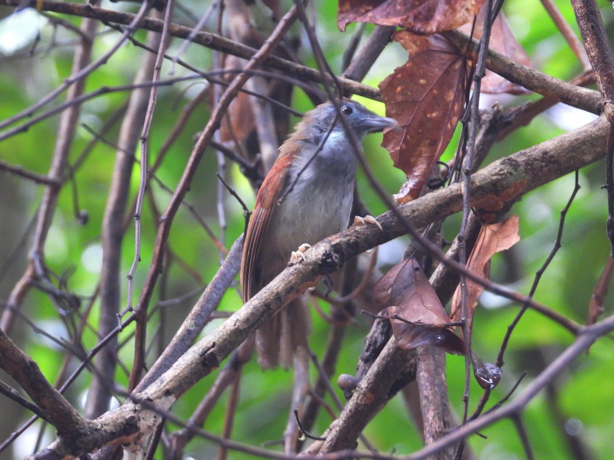 Chestnut-winged Babbler - ML636152577