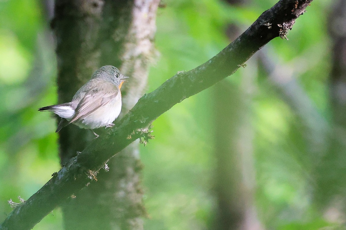 Red-breasted Flycatcher - ML636152581
