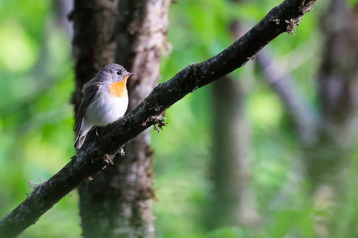 Red-breasted Flycatcher - ML636152586