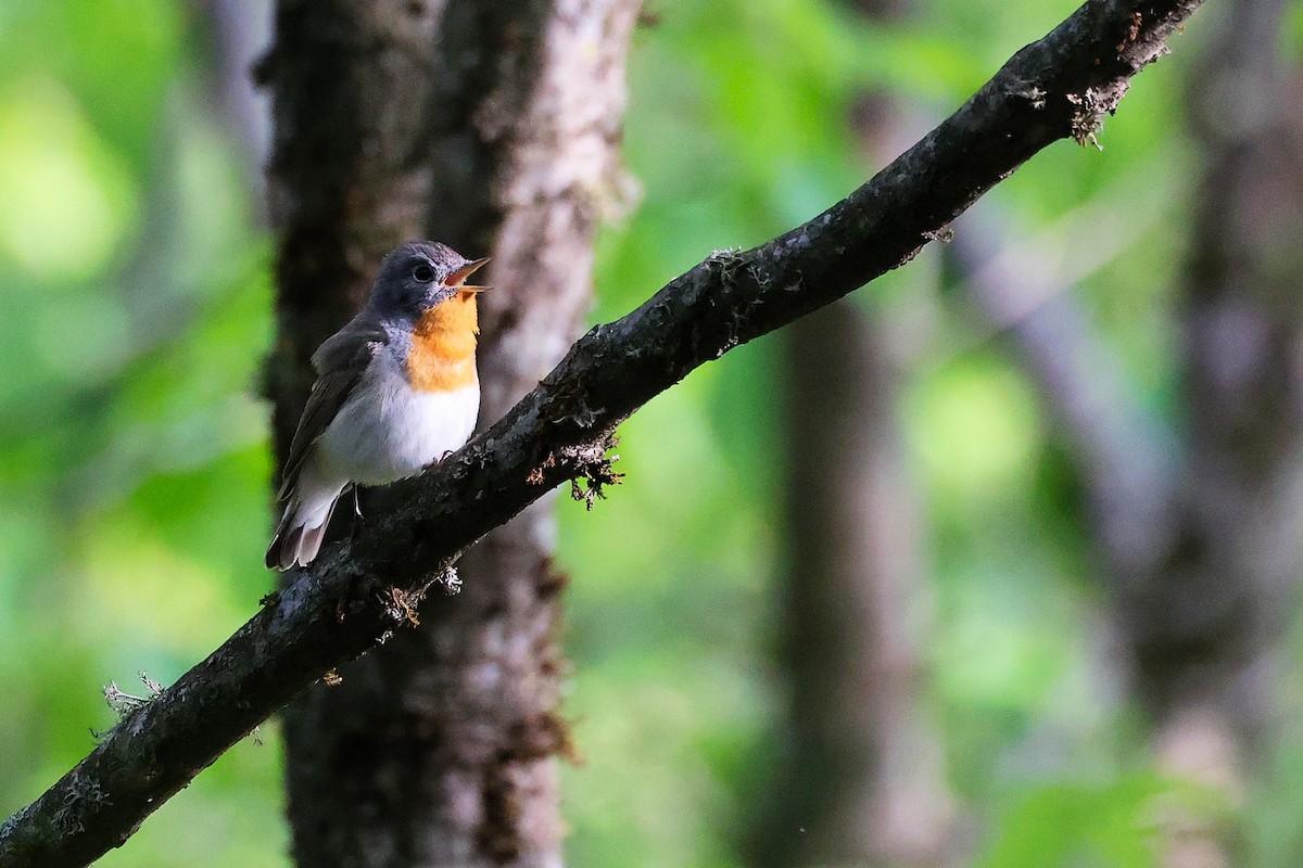 Red-breasted Flycatcher - ML636152587