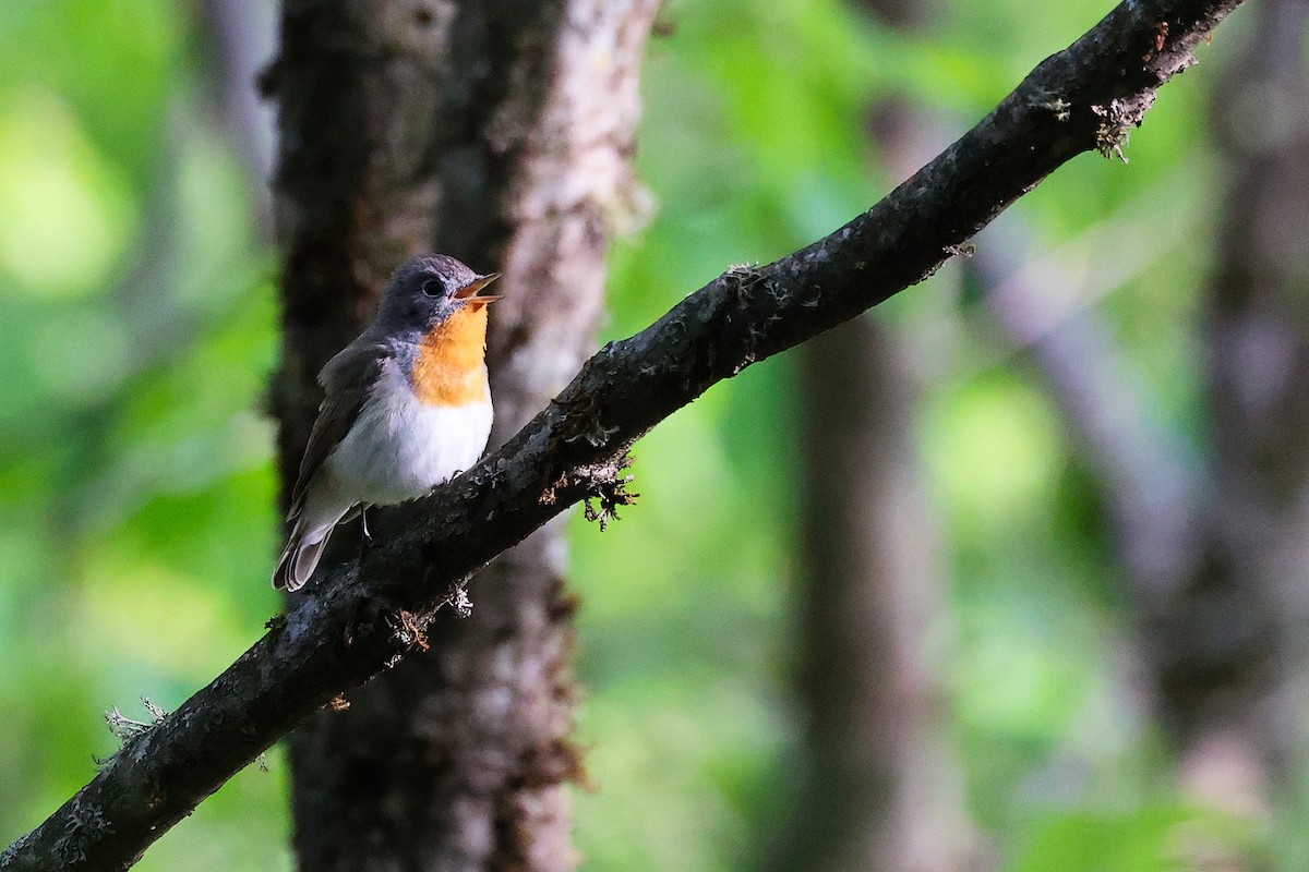 Red-breasted Flycatcher - ML636152589