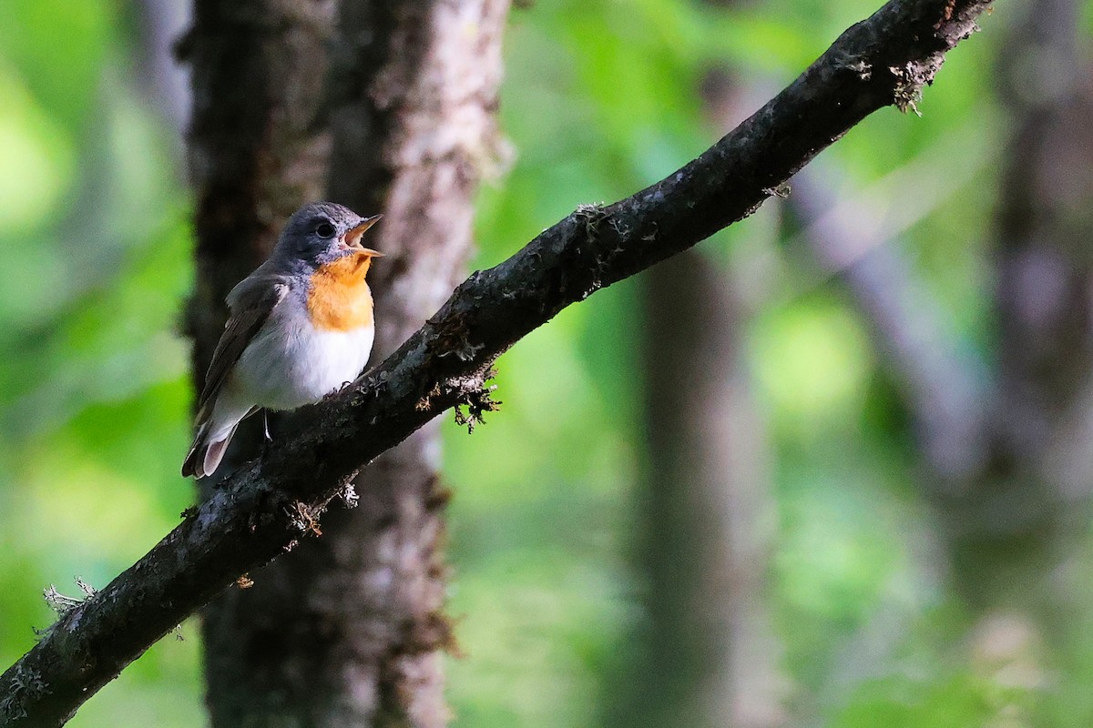 Red-breasted Flycatcher - ML636152593