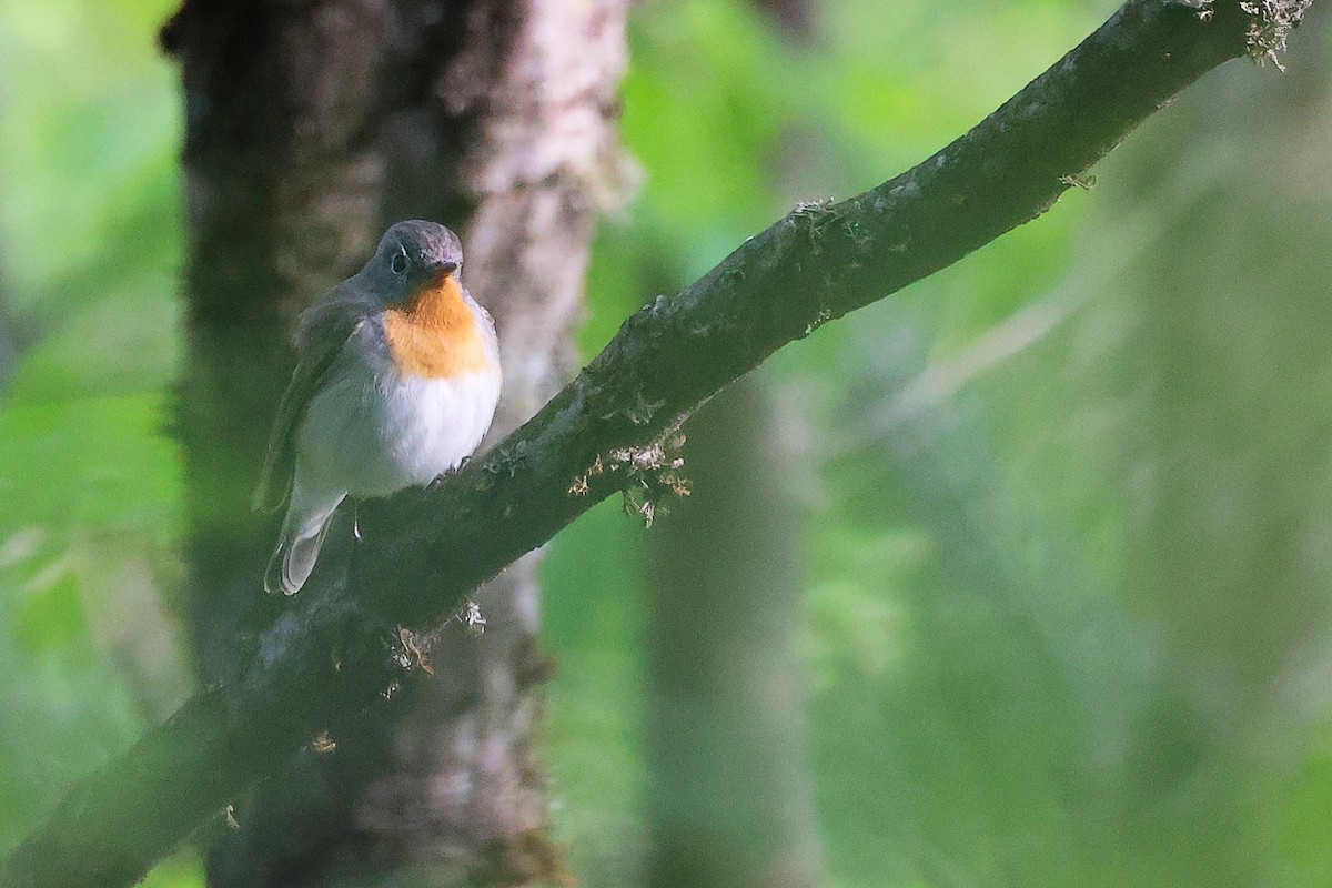 Red-breasted Flycatcher - ML636152594