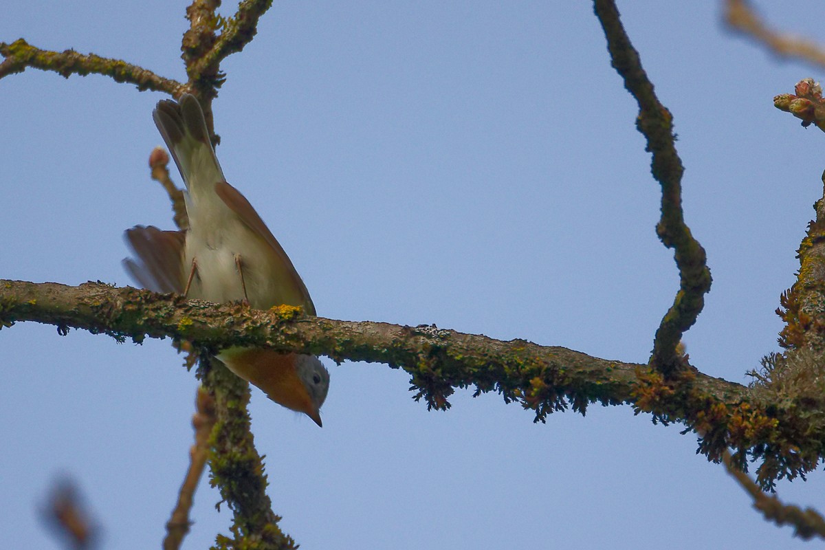 Red-breasted Flycatcher - ML636152602