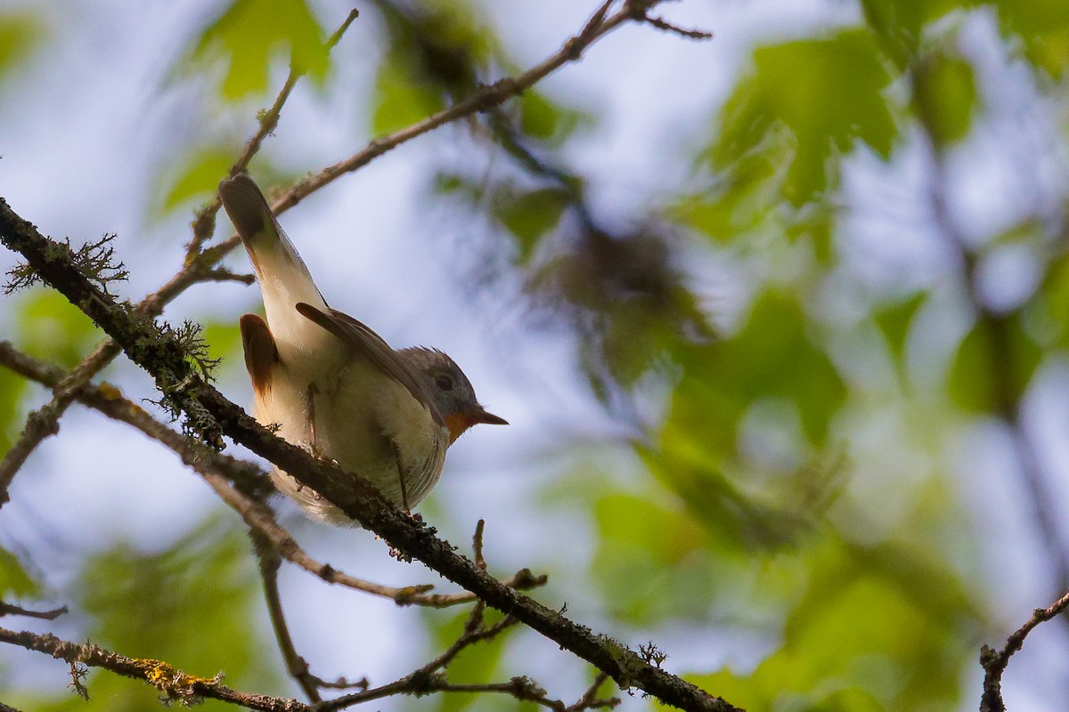Red-breasted Flycatcher - ML636152604