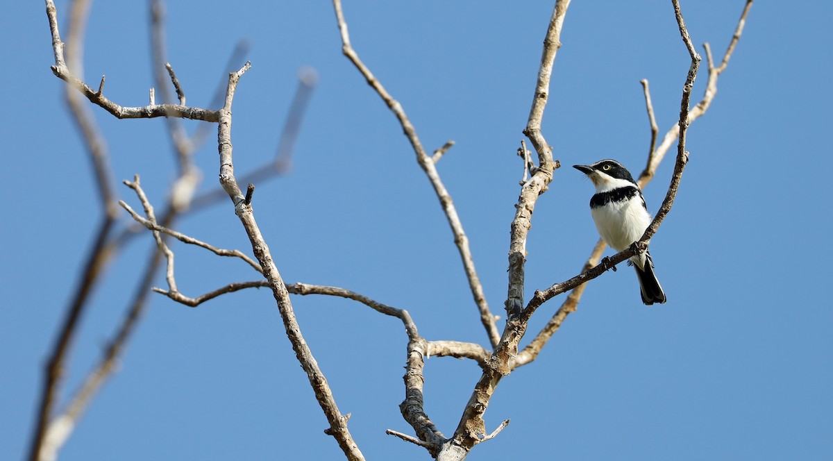 Pale Batis - ML636152635
