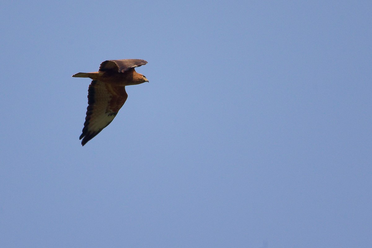 Common Buzzard - ML636152642
