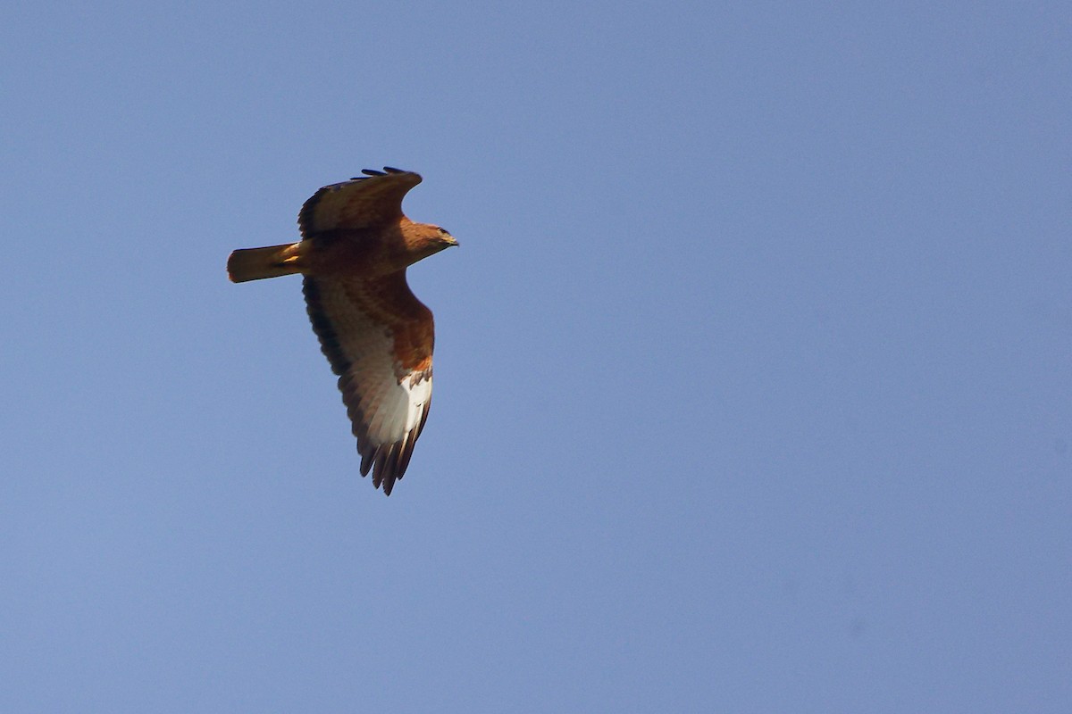 Common Buzzard - ML636152643