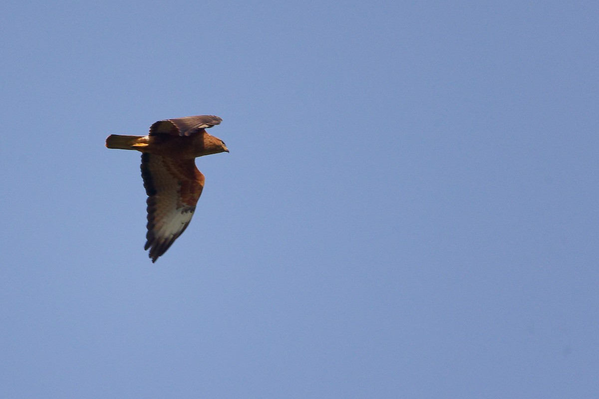 Common Buzzard - ML636152644