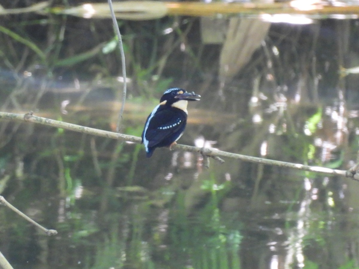 Northern Silvery-Kingfisher - ML636152656