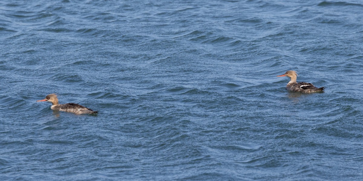 Red-breasted Merganser - ML636152701