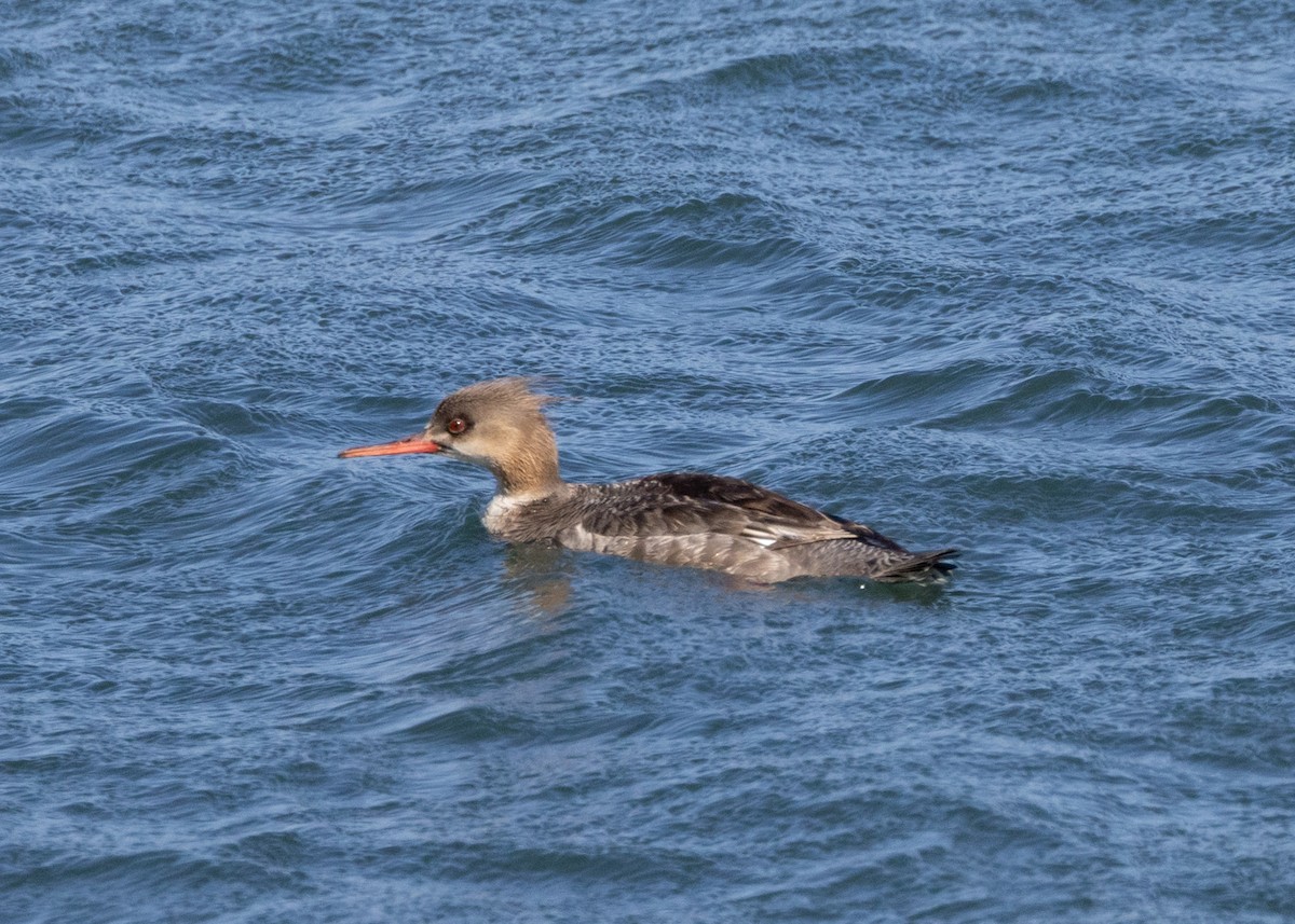 Red-breasted Merganser - ML636152772
